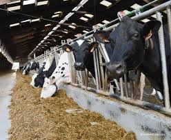Dairy Farm - Cattle Feeding